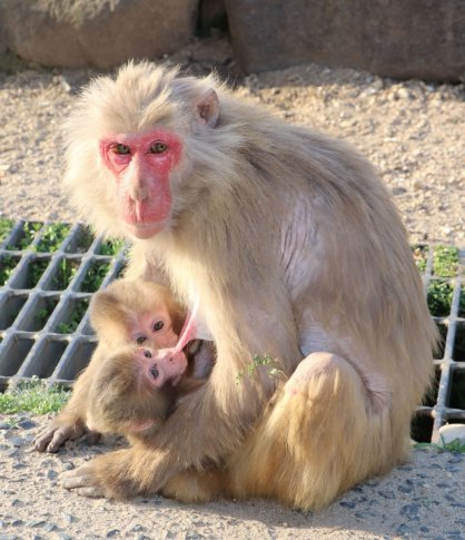 お母さんザルに抱かれ、お乳を飲む双子ザル＝土庄町肥土山、「お猿の国」