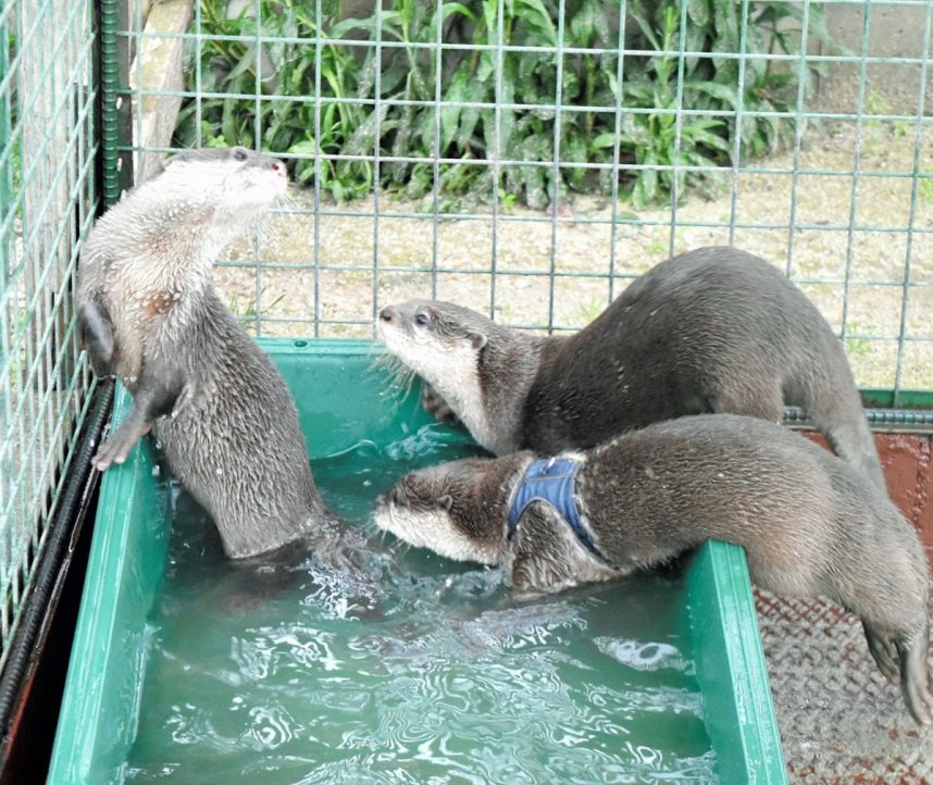 水遊びをする３匹のコツメカワウソの子ども＝東かがわ市松原、しろとり動物園