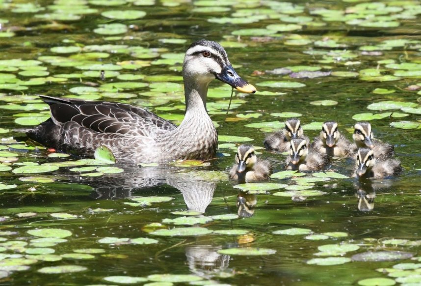 愛くるしい姿で、園内の池を泳ぐカルガモの親と６羽のひな＝高松市、栗林公園
