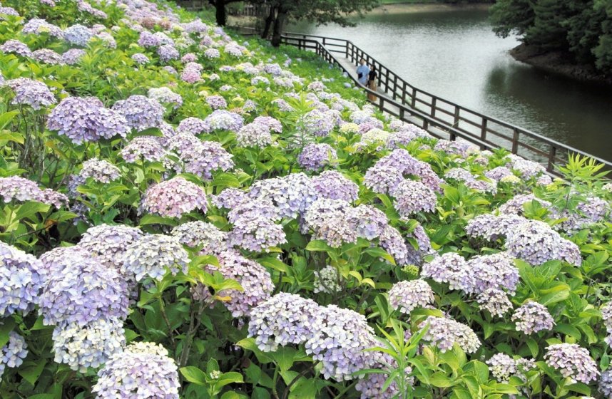 見頃を迎えた国営讃岐まんのう公園のアジサイ＝香川県仲多度郡まんのう町吉野