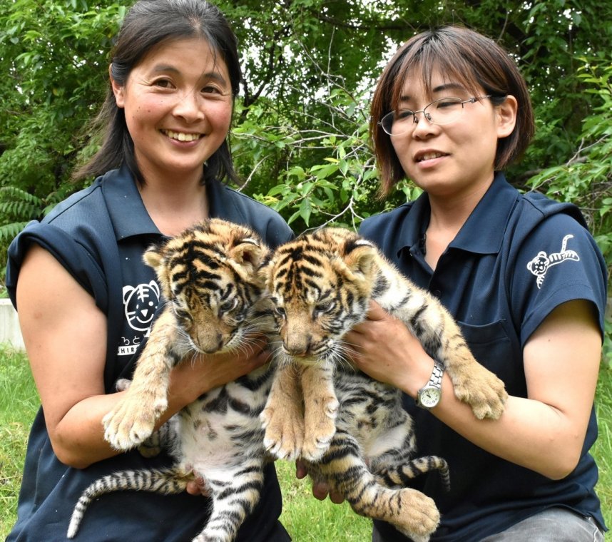 すくすくと成長する双子のトラの赤ちゃん＝東かがわ市松原、しろとり動物園