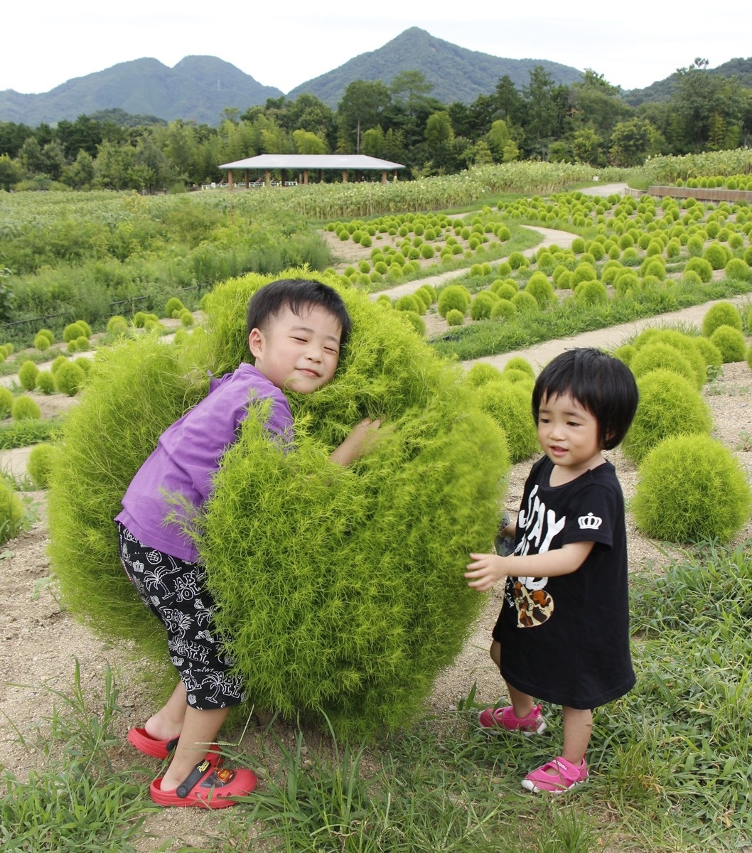 ふわっとまん丸 コキア人気 まんのう公園 ４０００本成長中 ニュース Cool Kagawa 四国新聞社が提供する香川の観光情報サイト