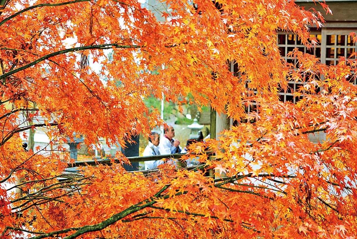 雲辺寺山周辺の紅葉見ごろ １０月下旬 １１月上旬 ニュース Cool Kagawa 四国新聞社が提供する香川の観光情報サイト