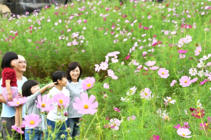 秋風に誘われるように見頃を迎えているコスモス＝香川県仲多度郡まんのう町吉野、国営讃岐まんのう公園