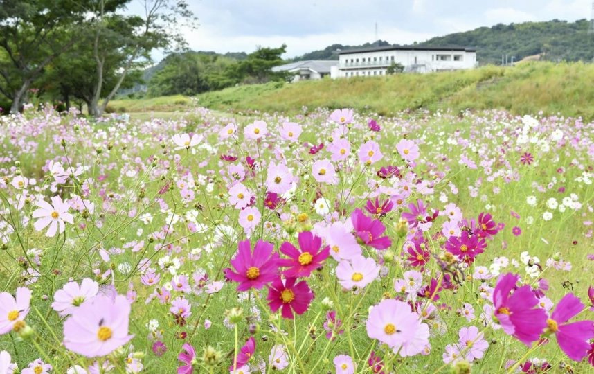 コスモスが咲き乱れる「長尾ふれあいパーク」＝まんのう町長尾