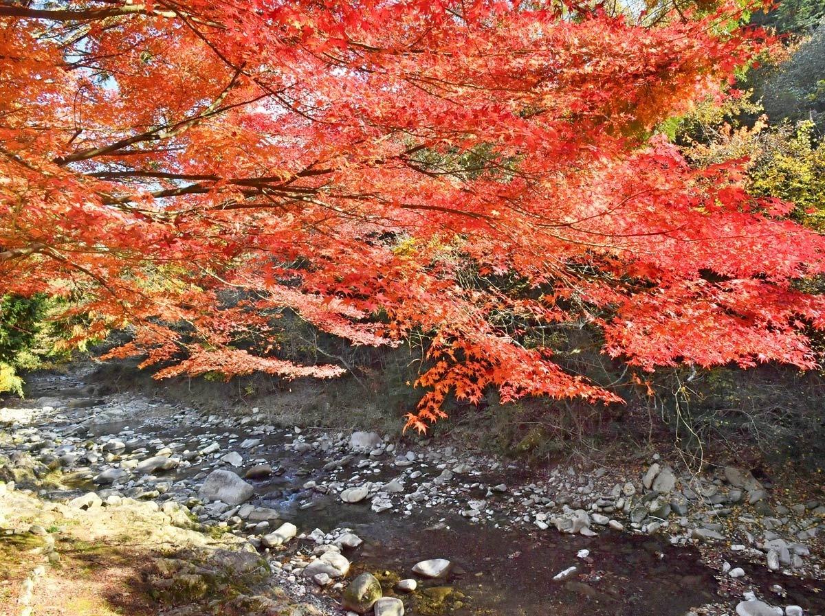 香川県内紅葉の 穴場 ニュース Cool Kagawa 四国新聞社が提供する香川の観光情報サイト