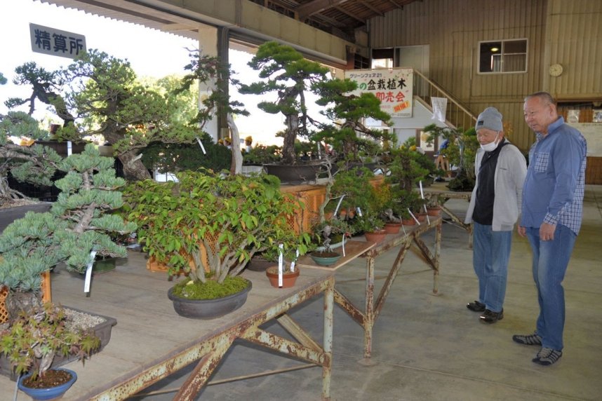 盆栽を熱心に品定めする来場者＝香川県高松市鬼無町、県鬼無植木盆栽センター