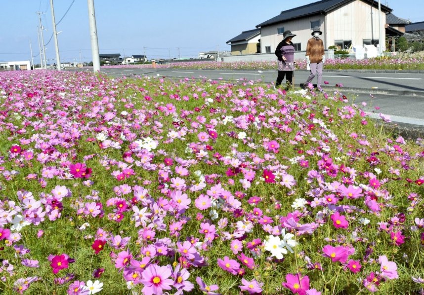 見頃を迎え、観光客を楽しませているコスモス＝香川県小豆島町田浦、二十四の瞳映画村