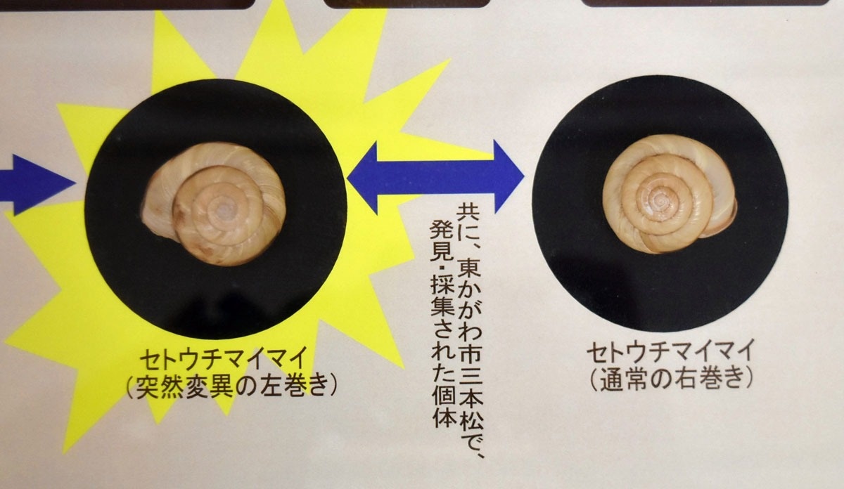 世界のカタツムリ見て 収集家が300点展示 東かがわ ニュース Cool Kagawa 四国新聞社が提供する香川の観光情報サイト