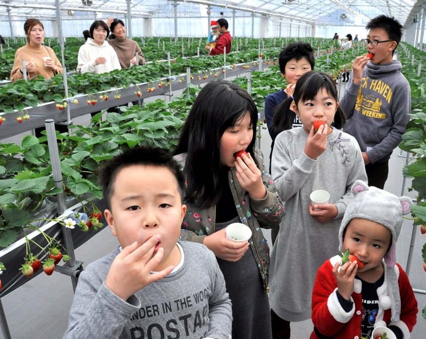 大粒のイチゴ頬張る子どもたち＝香川県三豊市財田町
