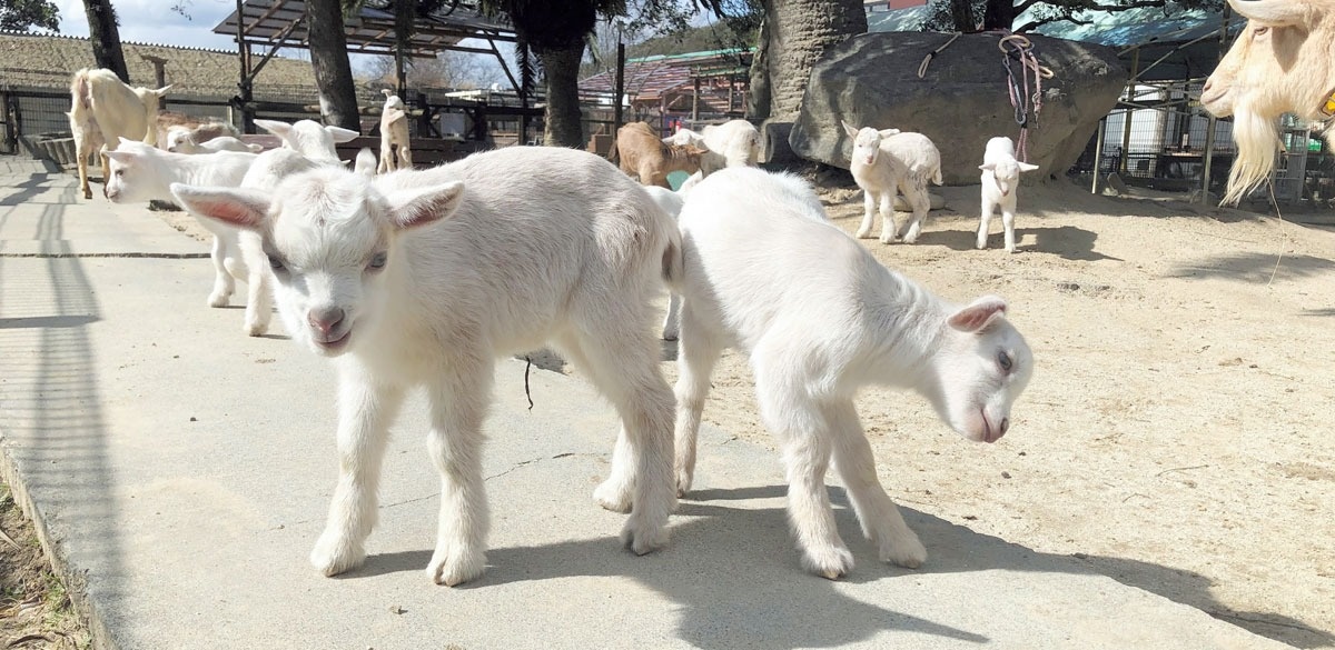 とり 動物園 しろ