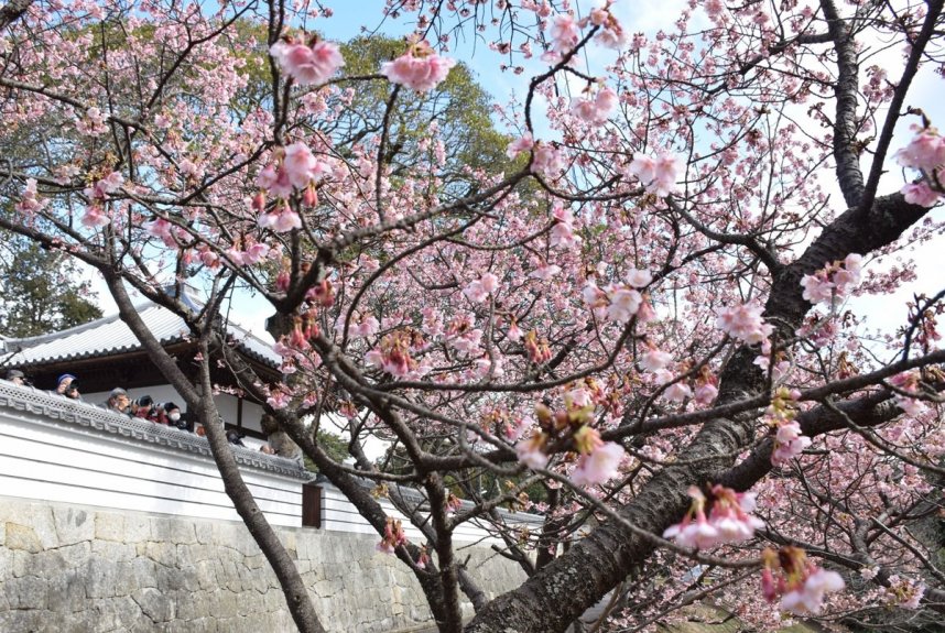 一足早く春の雰囲気を漂わせる讃岐寒桜＝香川県丸亀市綾歌町、福成寺