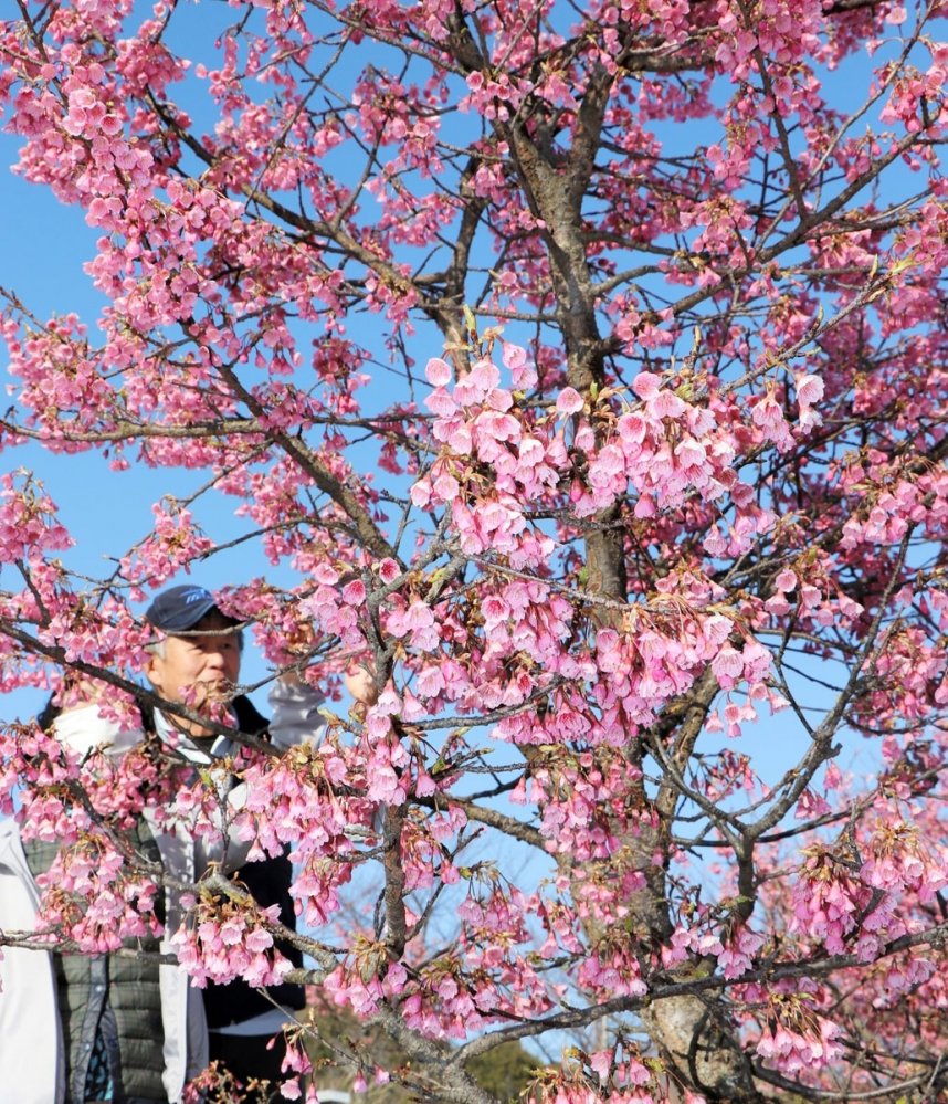 例年より早く満開となり、地元住民らを楽しませている舘山寺桜＝香川県小豆郡小豆島町池田