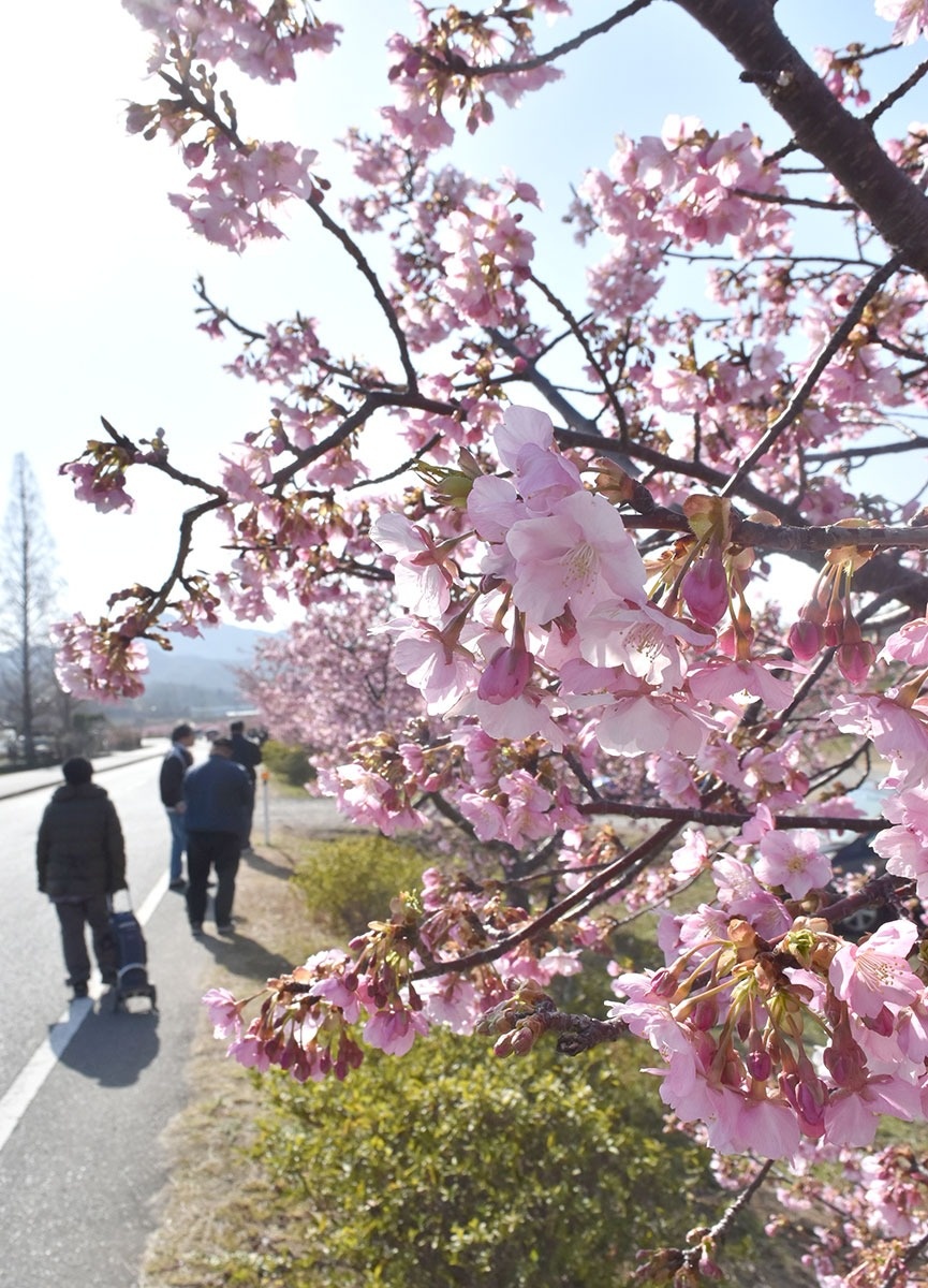 河津桜が各地で見頃 ニュース Cool Kagawa 四国新聞社が提供する香川の観光情報サイト