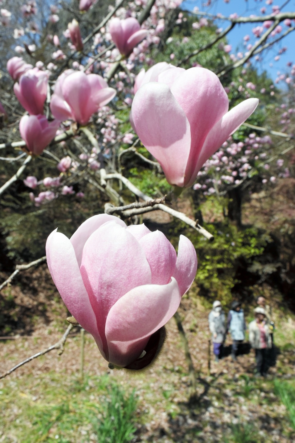 モクレン 空高く さぬき みろく公園で見頃 ニュース Cool Kagawa 四国新聞社が提供する香川の観光情報サイト