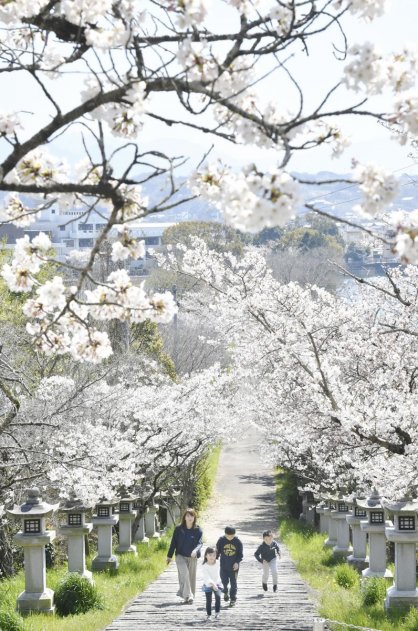 参道の両脇にソメイヨシノが咲き誇る龍桜公園＝2019年4月4日、高松市香川町