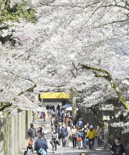 ピンク色のアーチがお目見えする金刀比羅宮＝2019年4月4日、琴平町