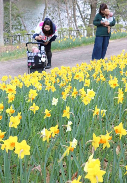 オレンジ色の副花冠と黄色の花びらが特徴的な「ブラッケンハースト」＝まんのう町吉野、国営讃岐まんのう公園