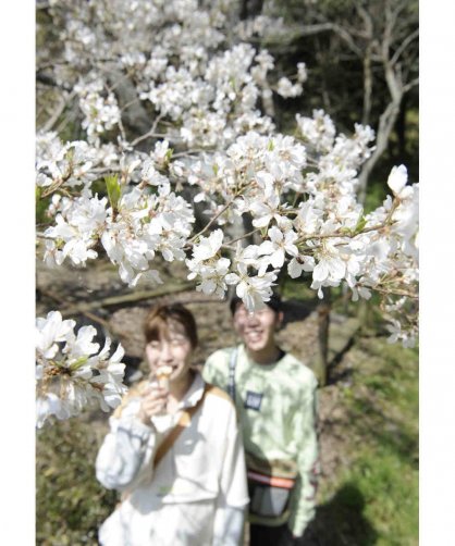 淡いピンク色の花が見頃を迎えた淡墨桜＝高松市東植田町、公渕森林公園