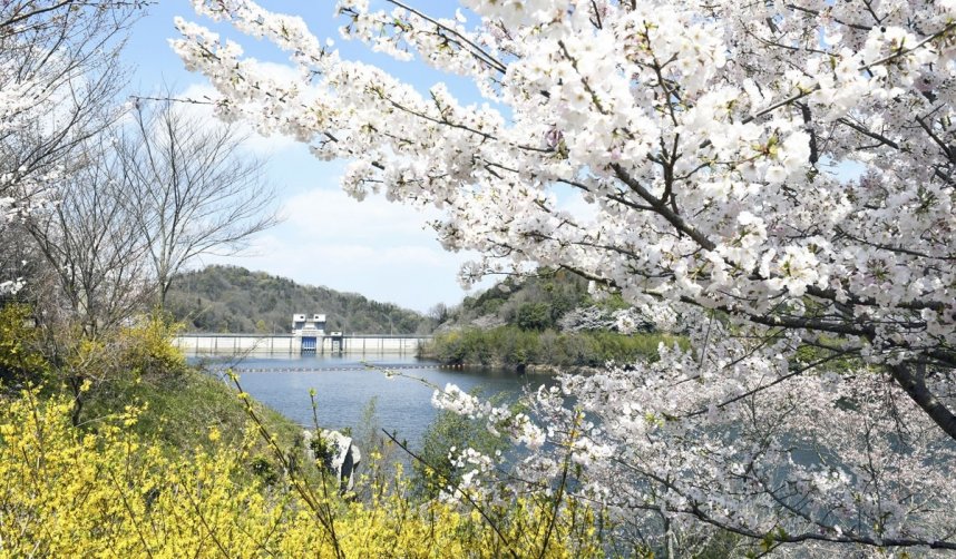 満開のソメイヨシノなどに彩られた前山ダム周辺＝2019年4月4日、さぬき市前山