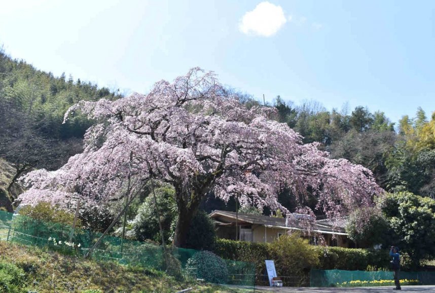 見頃を迎えたシダレザクラ＝綾川町西分