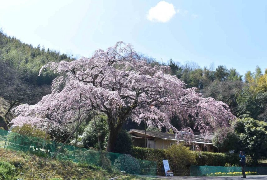 見頃を迎えたシダレザクラ＝綾川町西分