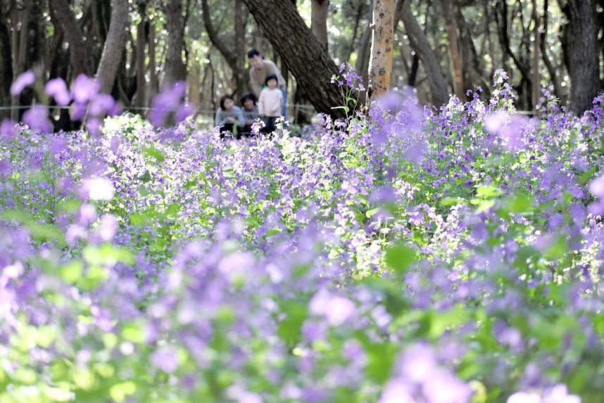 かれんな紫色の花を咲かせたムラサキハナナ＝香川県坂出市、番の州公園