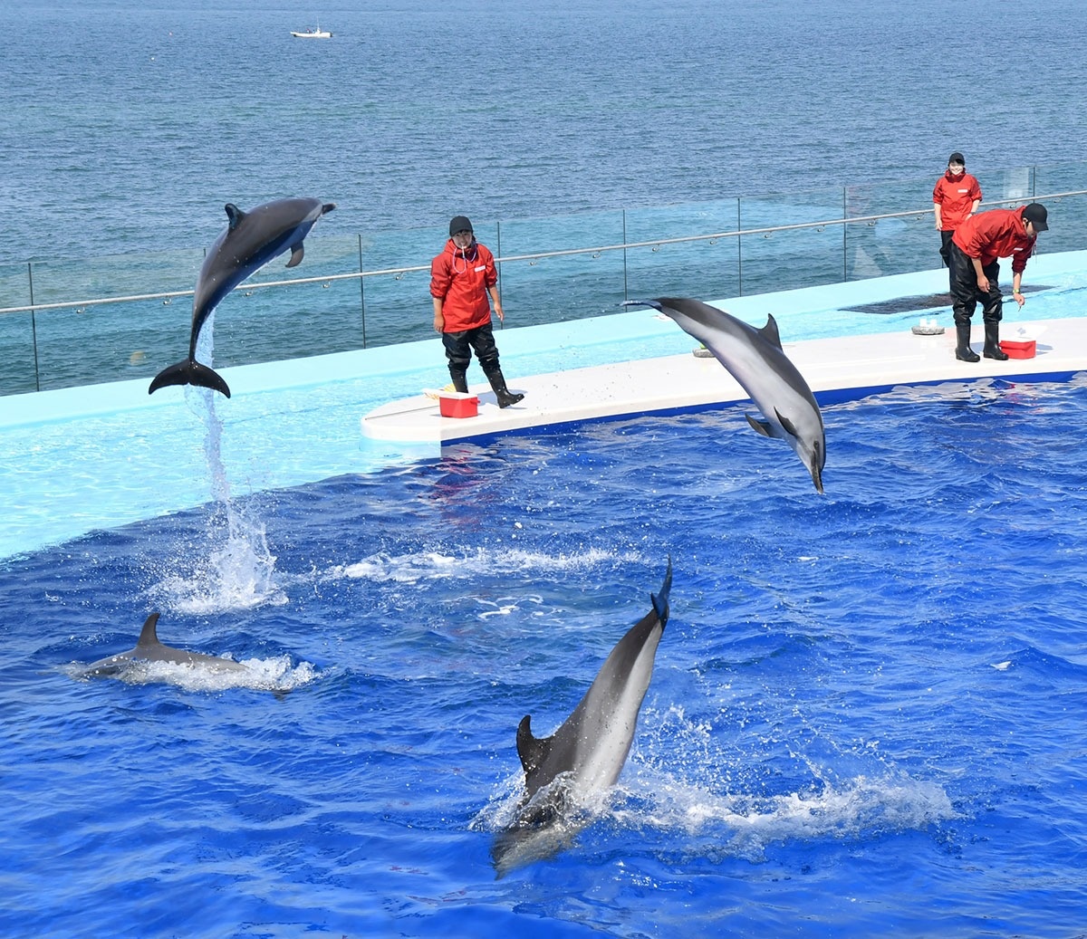 四国 水族館 オープン