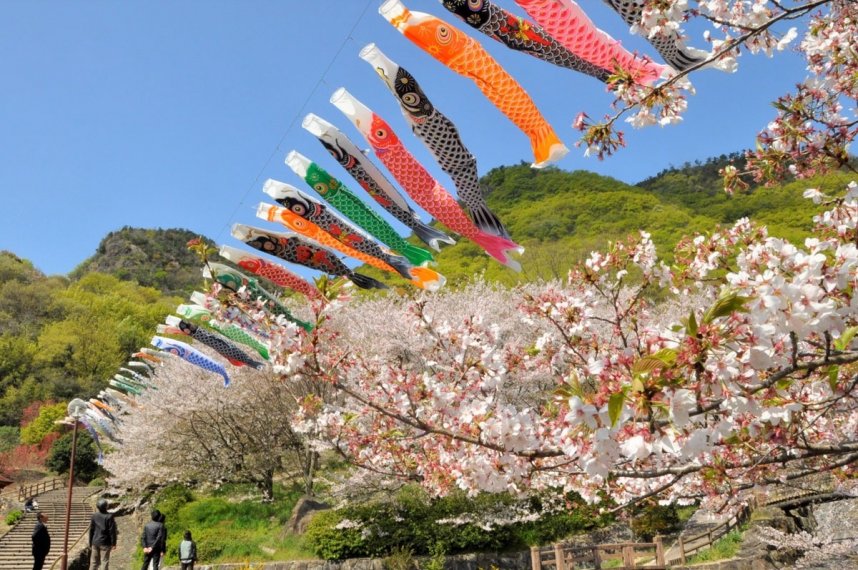 桜と競演しながら青空を泳ぐこいのぼり＝香川県三豊市豊中町、不動の滝カントリーパーク