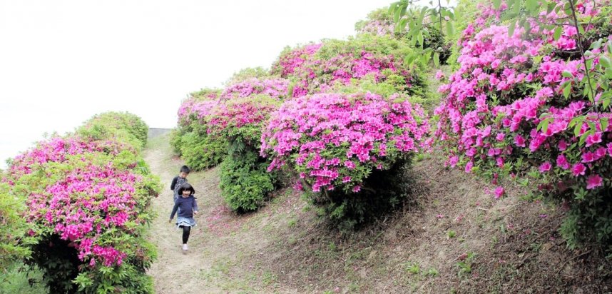 色鮮やかな花を咲かせた三谷池えん堤のツツジ＝香川県観音寺市池之尻町