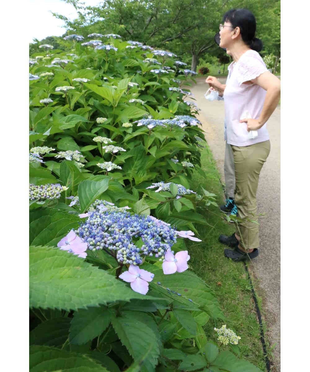 紫や青色のアジサイ 涼しげ 善通寺 五岳の里公園 ニュース Cool Kagawa 四国新聞社が提供する香川の観光情報サイト