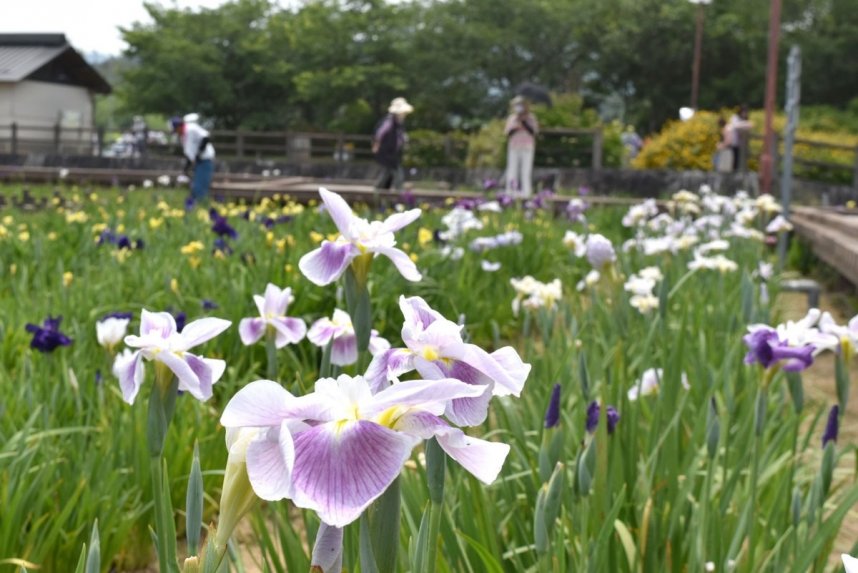 色とりどりの美しい花を咲かせたハナショウブ＝香川県さぬき市長尾名、県立亀鶴公園