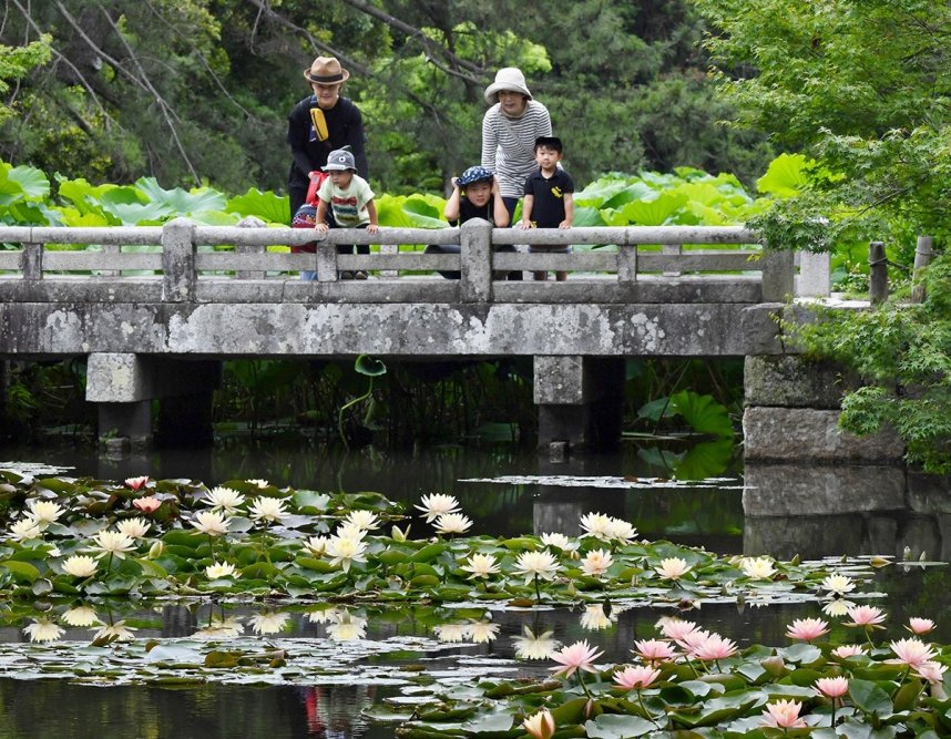 色鮮やかな花を咲かせ、来園者を楽しませるスイレン＝香川県高松市、栗林公園