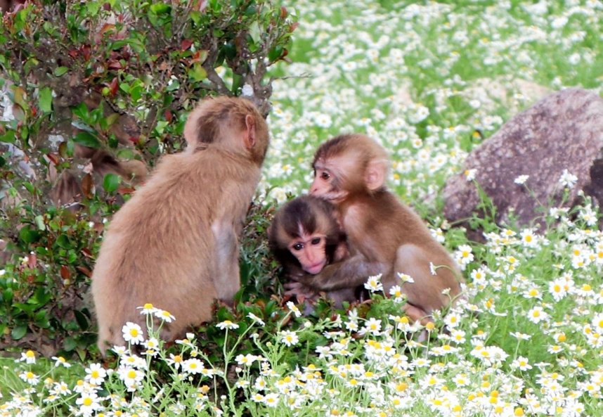 カモミールの花が咲き誇る中、じゃれ合う子ザル＝香川県土庄町肥土山、お猿の国
