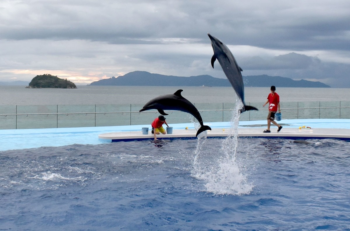 四国水族館 あすから夜間営業 夕日背景にイルカショー ニュース Cool Kagawa 四国新聞社が提供する香川の観光情報サイト