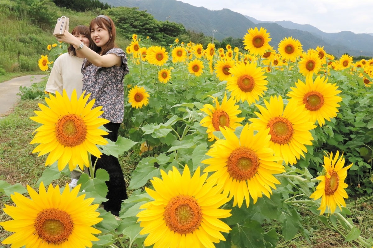 黄色の大輪 鮮やかに まんのうでヒマワリ見頃 ニュース Cool Kagawa 四国新聞社が提供する香川の観光情報サイト