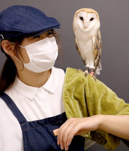 肩の上に乗るフクロウ＝香川県善通寺市原田町、アニマルカフェHaru-Haru Farm