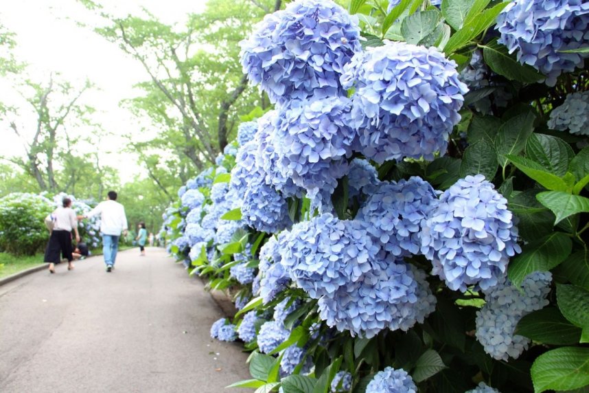 濃い青の大輪のアジサイが両脇を彩る紫雲出山の「アジサイロード」＝香川県三豊市詫間町