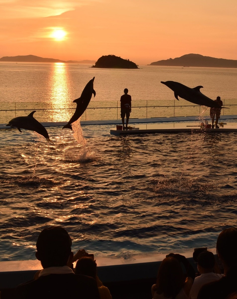 まるでラッセンの世界 四国水族館 イルカと夕日 絵画のよう ツイッター投稿から話題 ニュース Cool Kagawa 四国新聞社が提供する香川の観光情報サイト