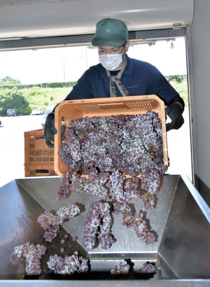 ワイン造りに向け、デラウェアを破砕機に入れる従業員＝香川県さぬき市小田、さぬきワイナリー