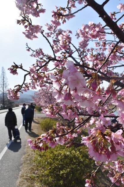 新たに選ばれた香川県東かがわ市白鳥にある湊川河畔の河津桜（資料）