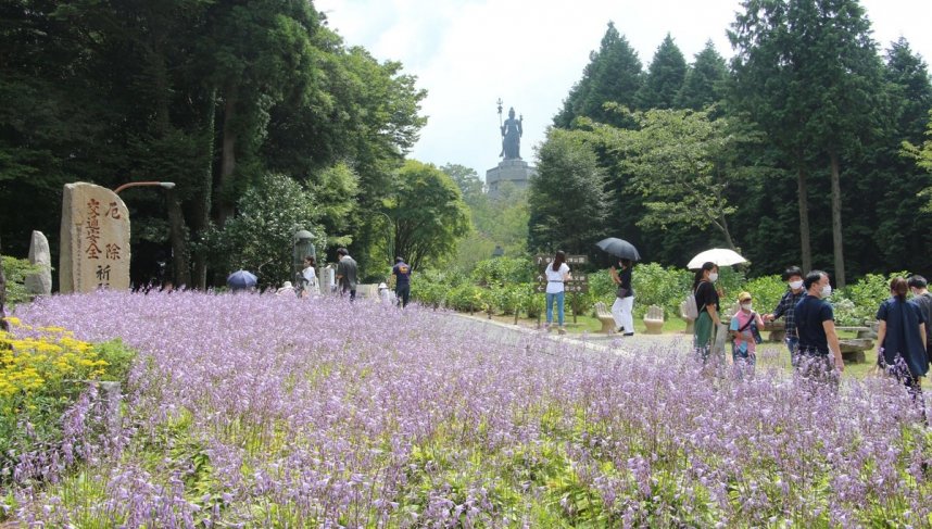 雲辺寺ロープウェイ山頂駅の脇に、じゅうたんのように広がるギボウシの花＝徳島県三好市