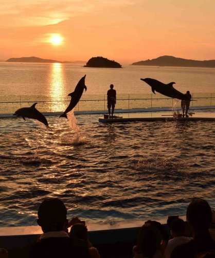 四国水族館で夕日を背景に美しいシルエットを披露するイルカ（資料）