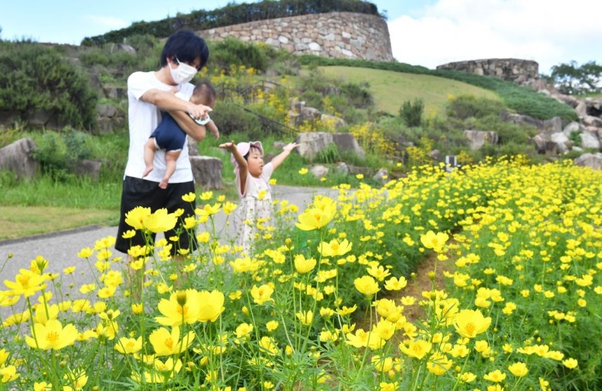 見頃を迎え、園内を鮮やかな黄色に彩るキバナコスモス＝香川県まんのう町吉野、国営讃岐まんのう公園