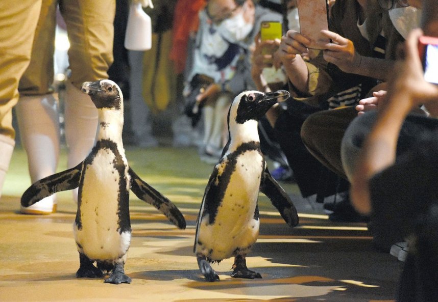 愛らしい姿を見せるペンギン＝香川県宇多津町、四国水族館