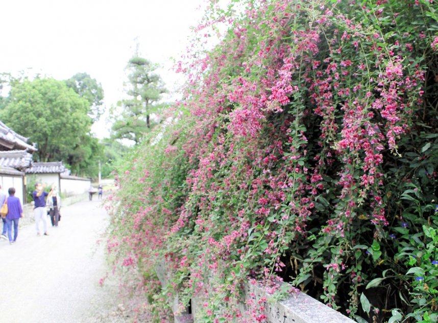 薄紫の小さく愛らしい花が咲き乱れる萩原寺境内のハギ＝香川県観音寺市大野原町