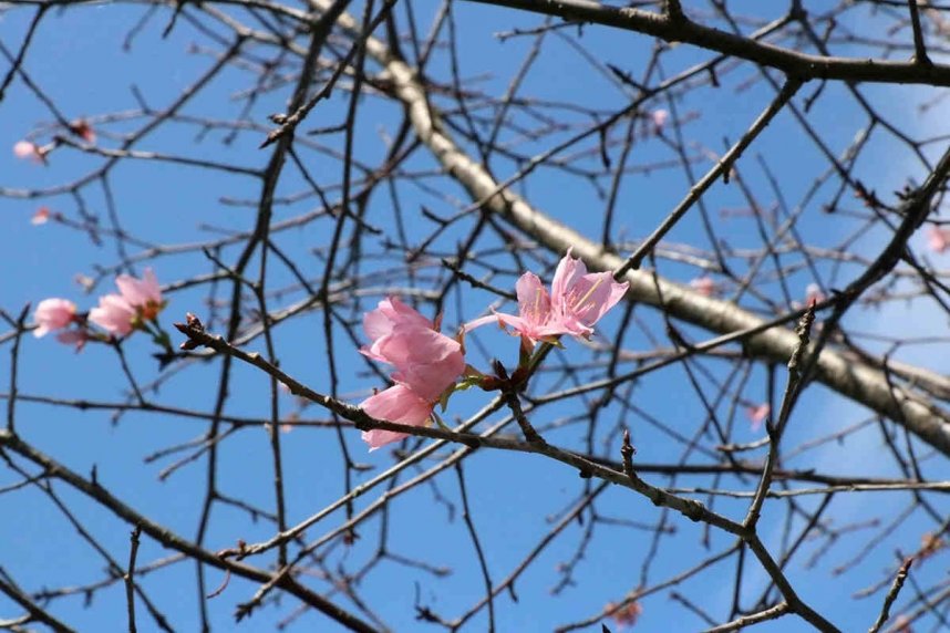 かわいらしいピンク色のオオヤマザクラ＝善通寺市吉原町、善通寺五岳の里・市民集いの丘公園