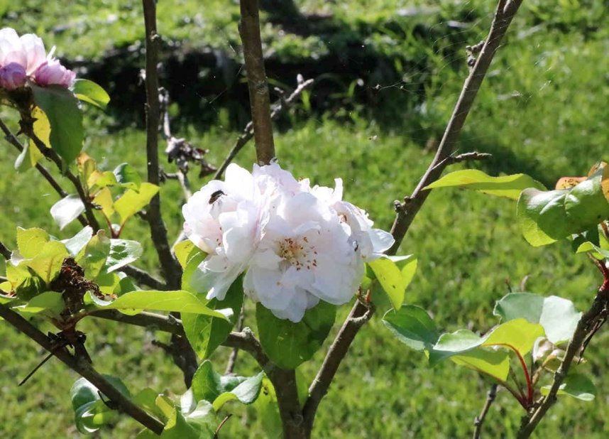 あでやかなクラブアップル＝善通寺市吉原町、善通寺五岳の里・市民集いの丘公園