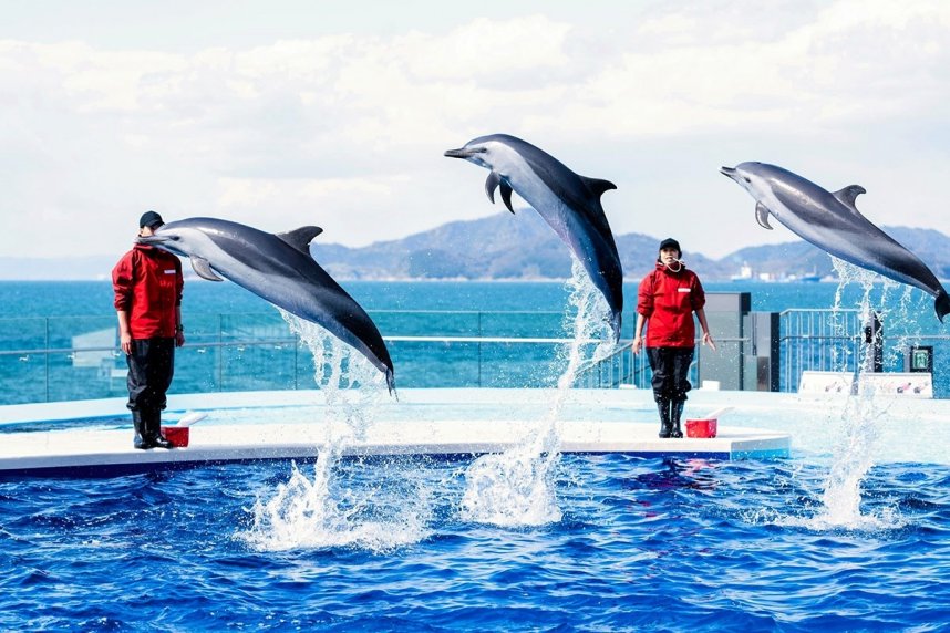 普段と違う表情知って イルカのジャンプ 餌やりタイム 四国水族館 きょうから新企画 ニュース Cool Kagawa 四国新聞社が提供する香川の観光情報サイト