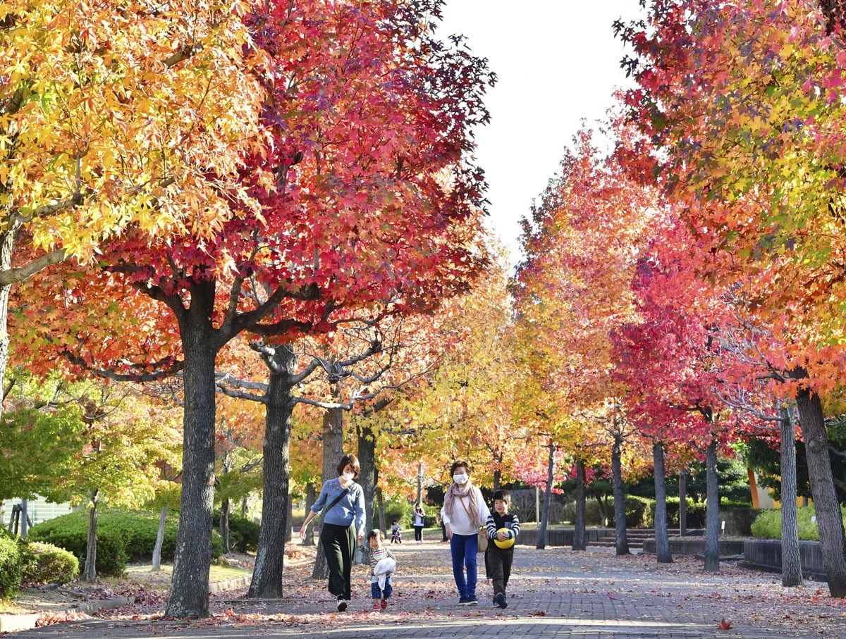 さぬき錦景 香川県総合運動公園 香川県高松市生島町 ニュース Cool Kagawa 四国新聞社が提供する香川の観光情報サイト